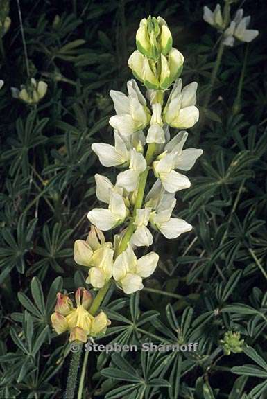 lupinus microcarpus var densiflorus 4 graphic